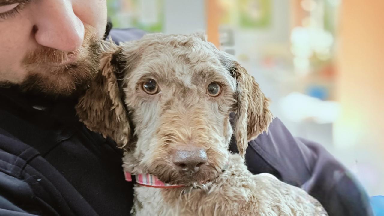 One of the labradoodles surrendered to the RSPCA One of the labradoodles surrendered to the RSPCA