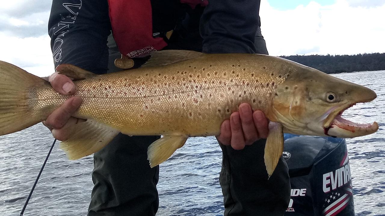 A fine brown trout caught from Lake Crescent