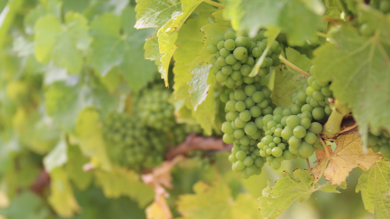 Wine Grapes Wine Grapes