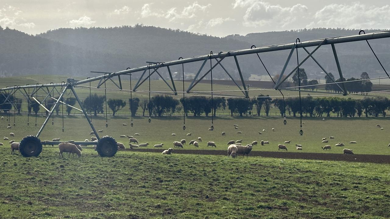 Sheep graze at Weetah