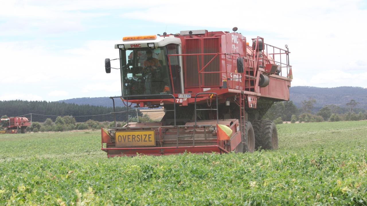 A Simplot pea harvester