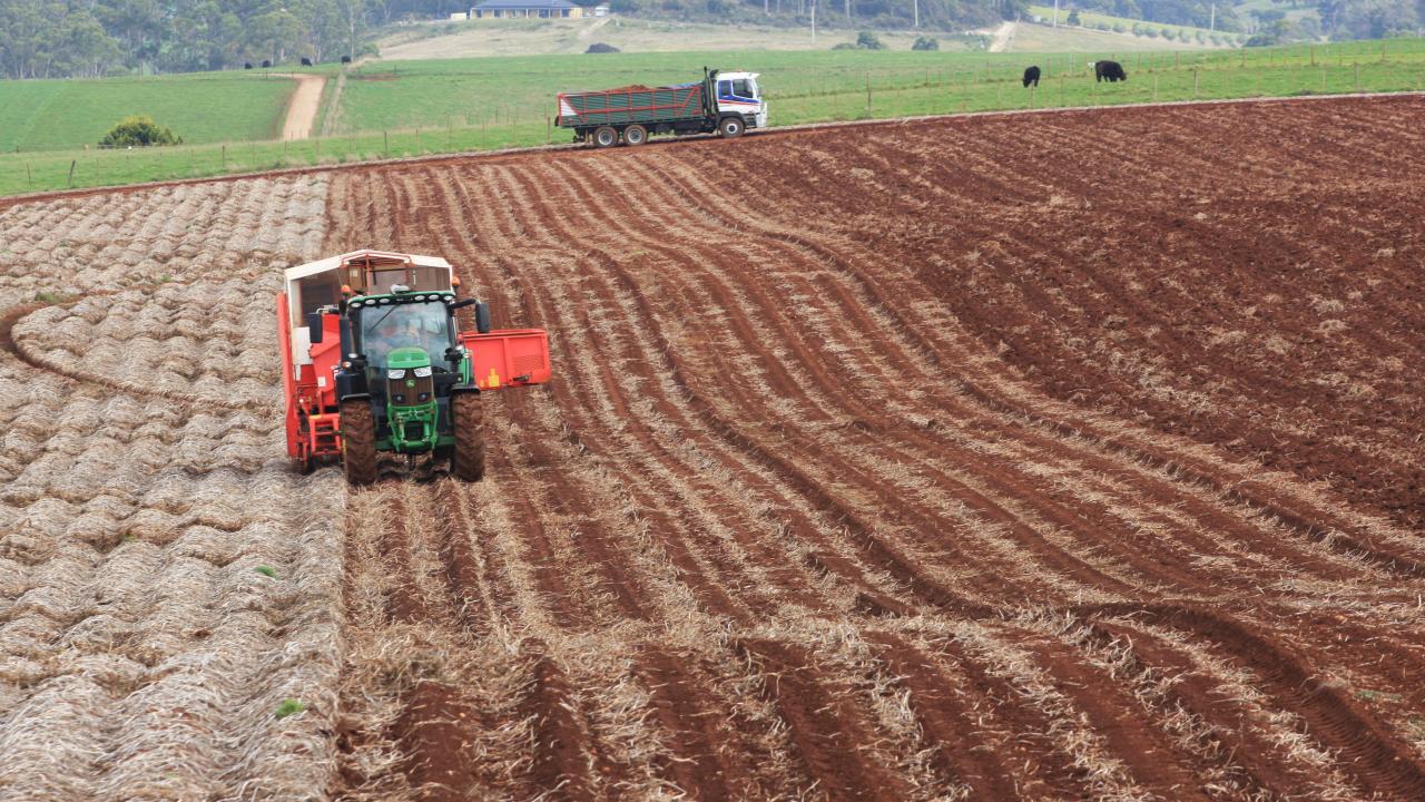 Harvesting potatoes