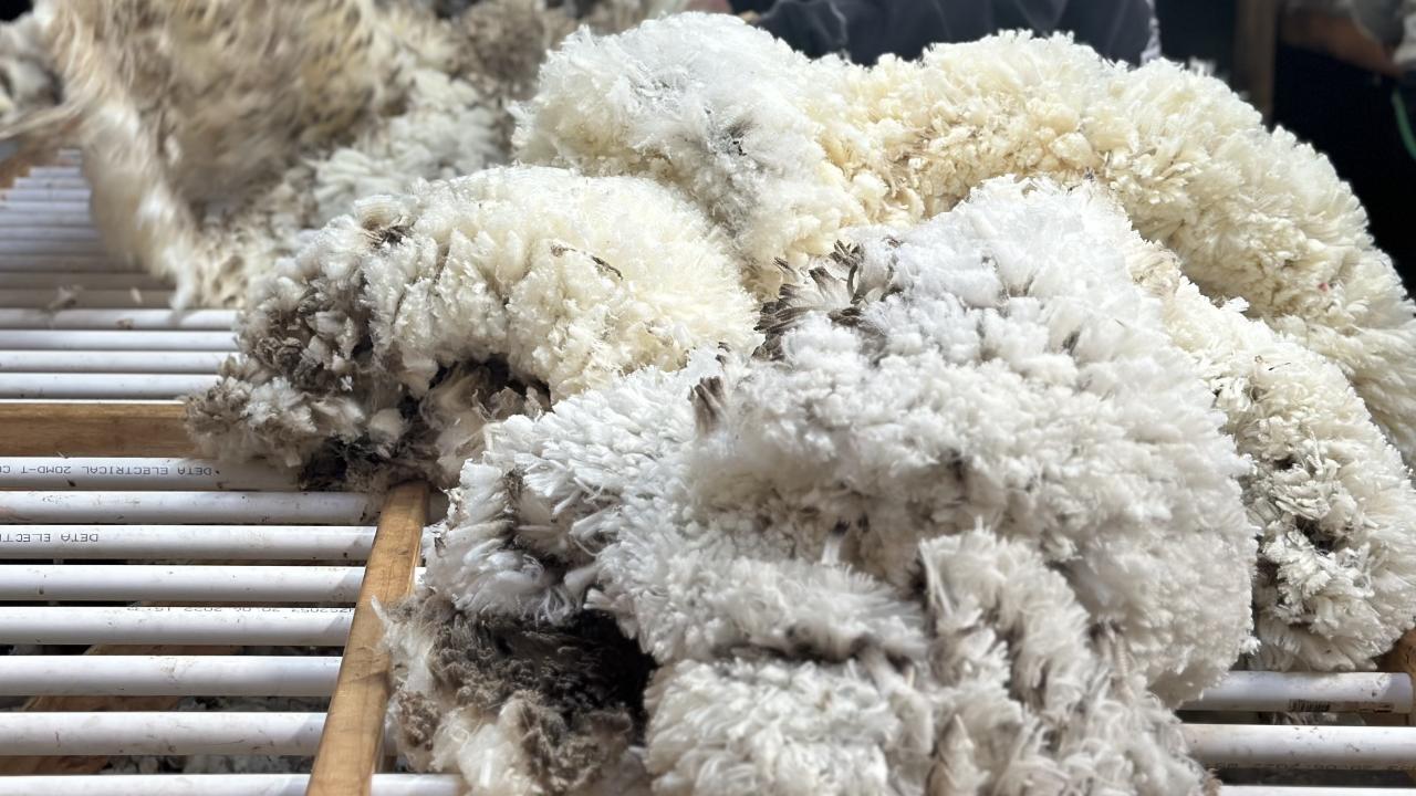 Sheeps wool.