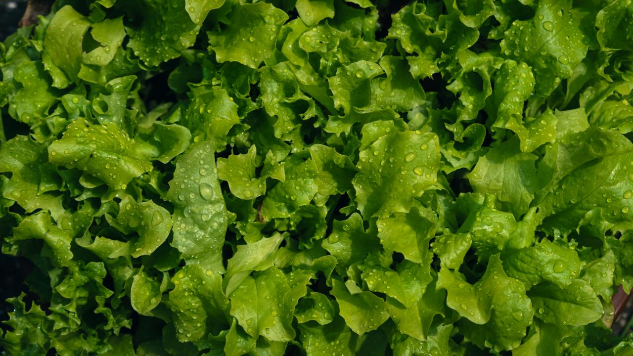 Lettuce- Photo by Nikolett Emmert