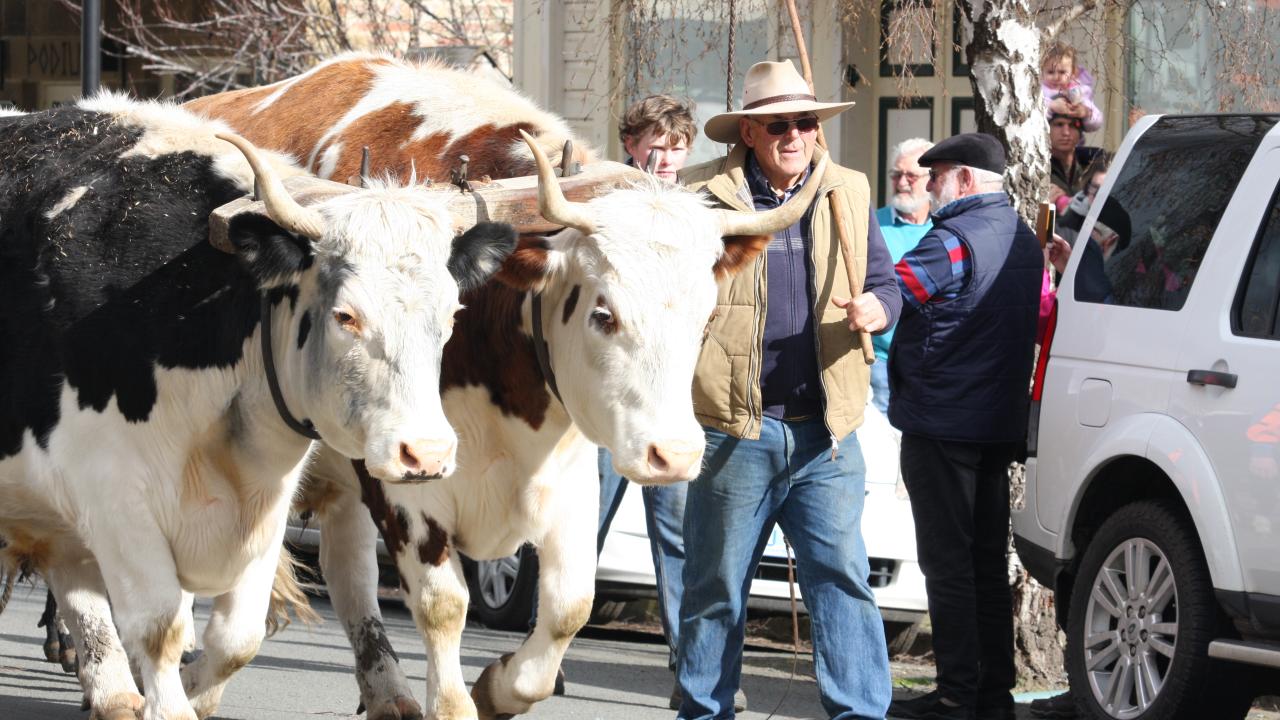 Brian Fish and his bullock team will join the parade on Saturday and Sunday