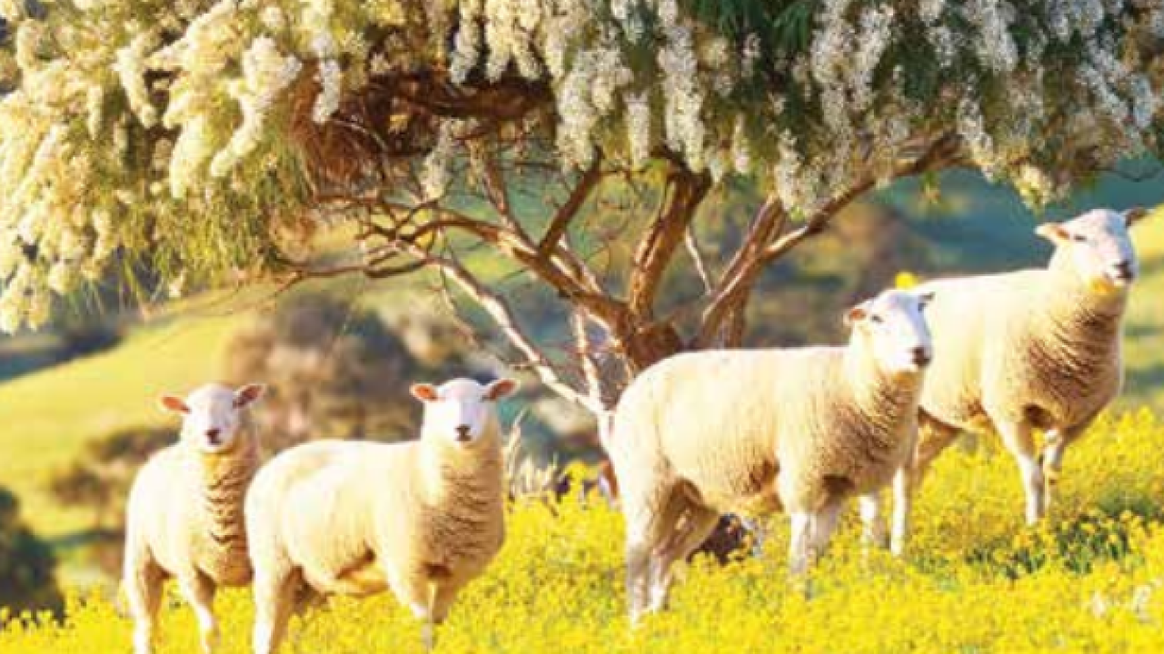 Sheep with wattle blossoms