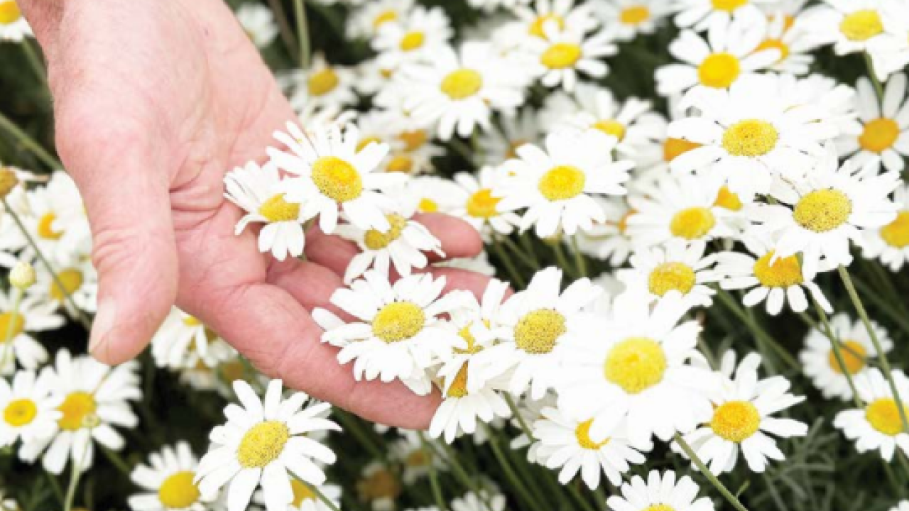 Pyrethrum daisies in full bloom