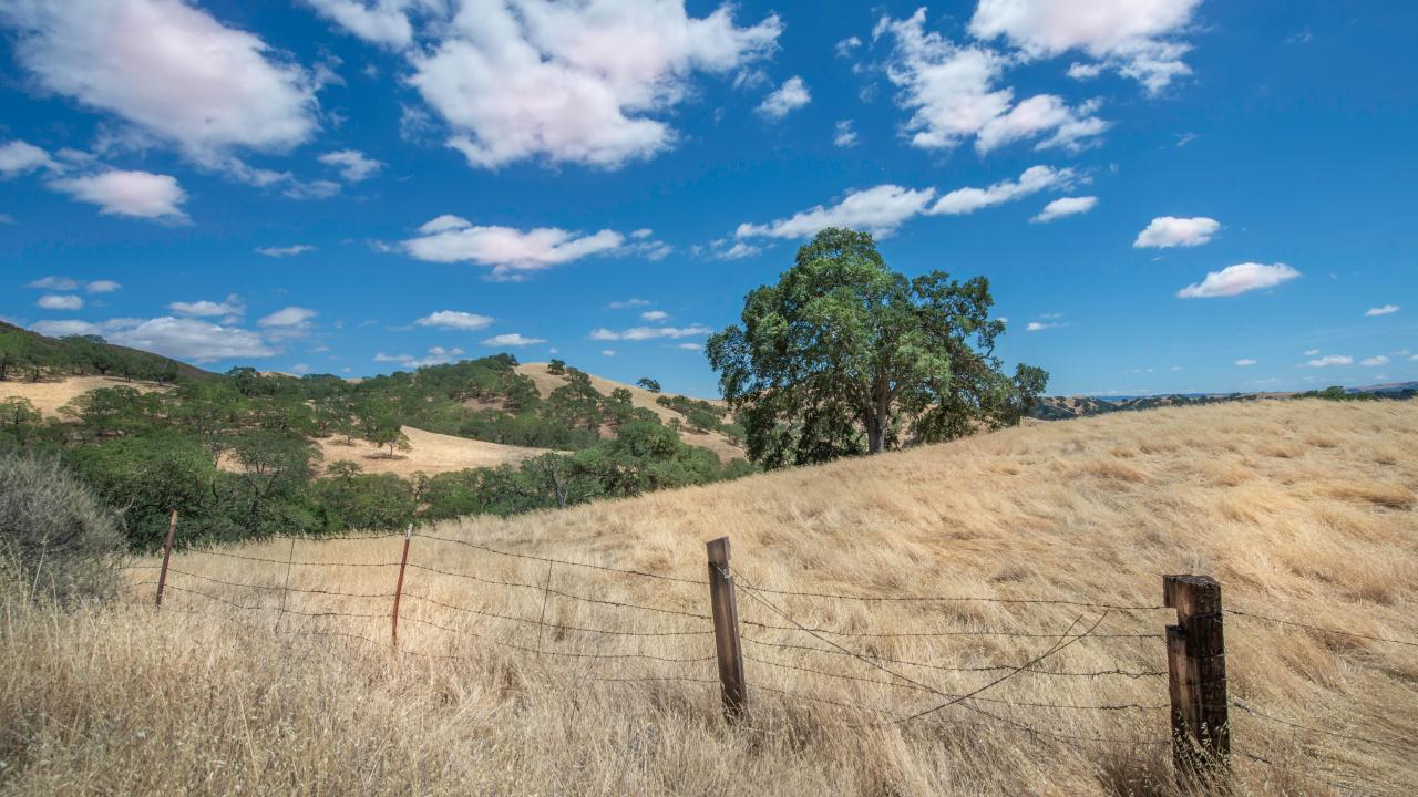 Photo by Cristina Costello Dry field