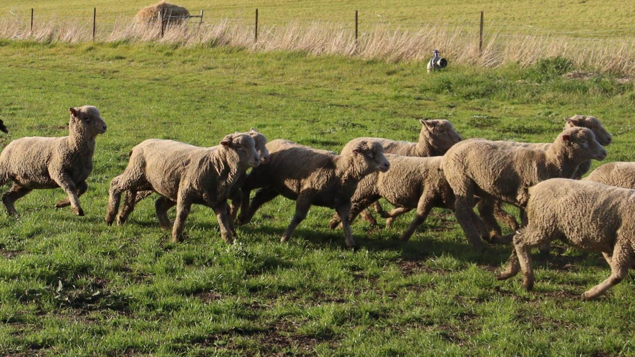 Sheep in paddock