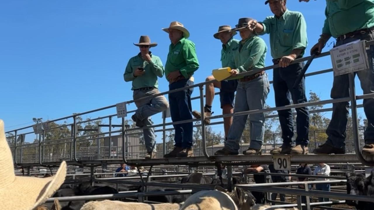 Powranna cattle sale