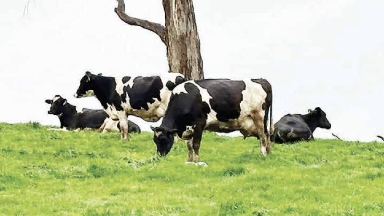 Photo by Karolin Macgregor Cows