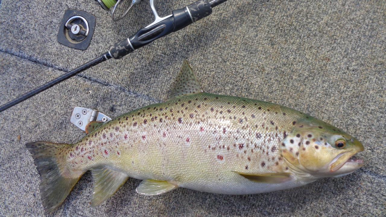 A fat well-conditioned trout from the Derwent