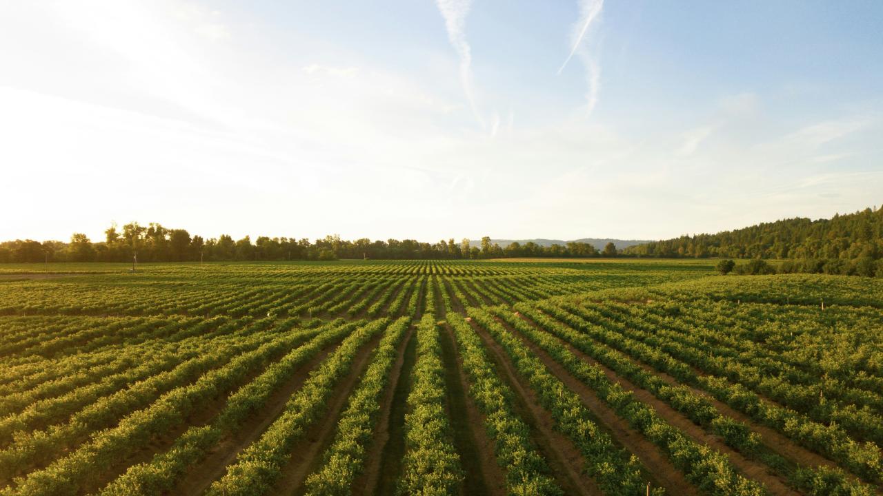 Farm photo