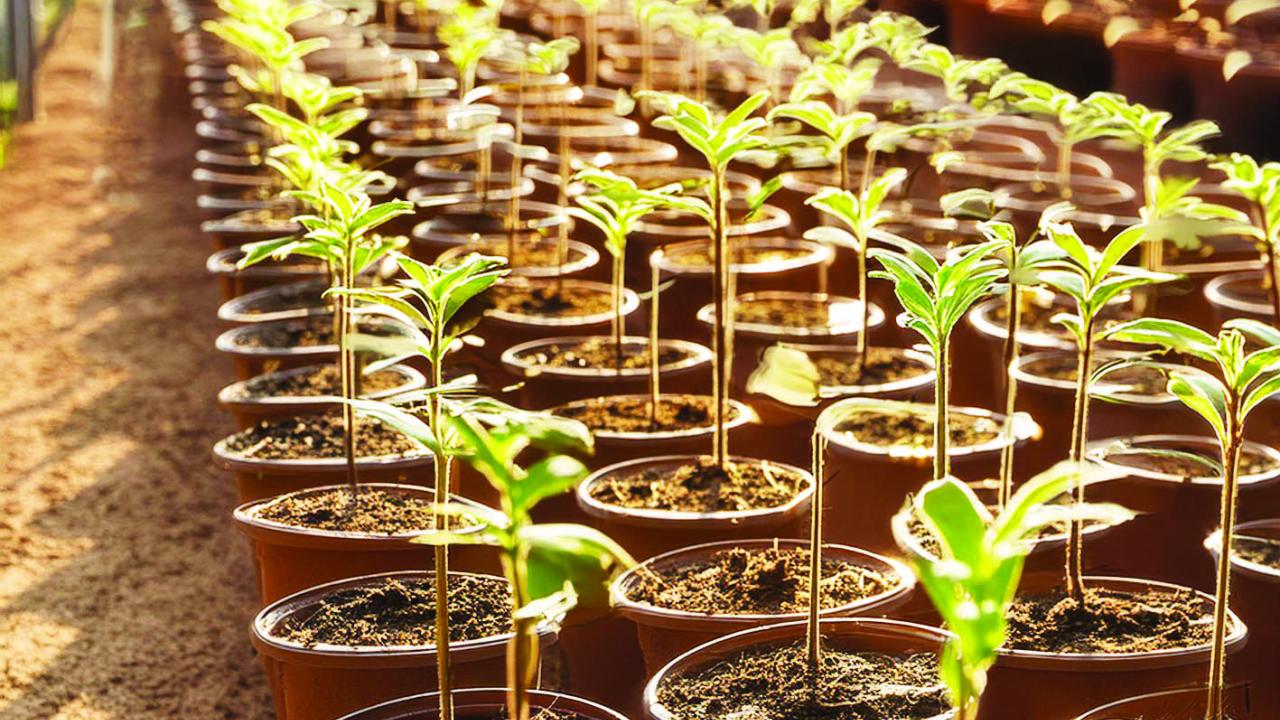 Bunnings plant suppliers are out in the cold Pot plants