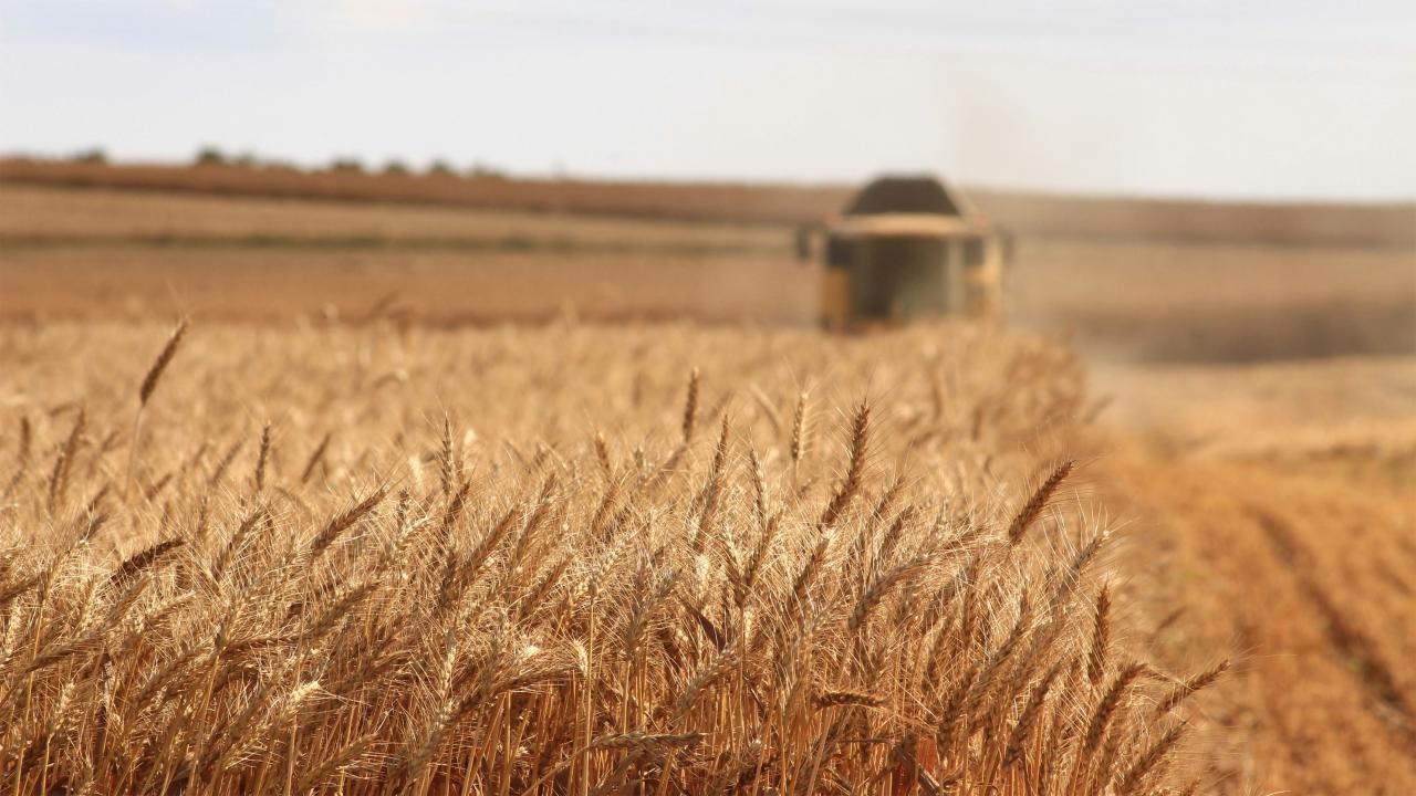 farm field of grains