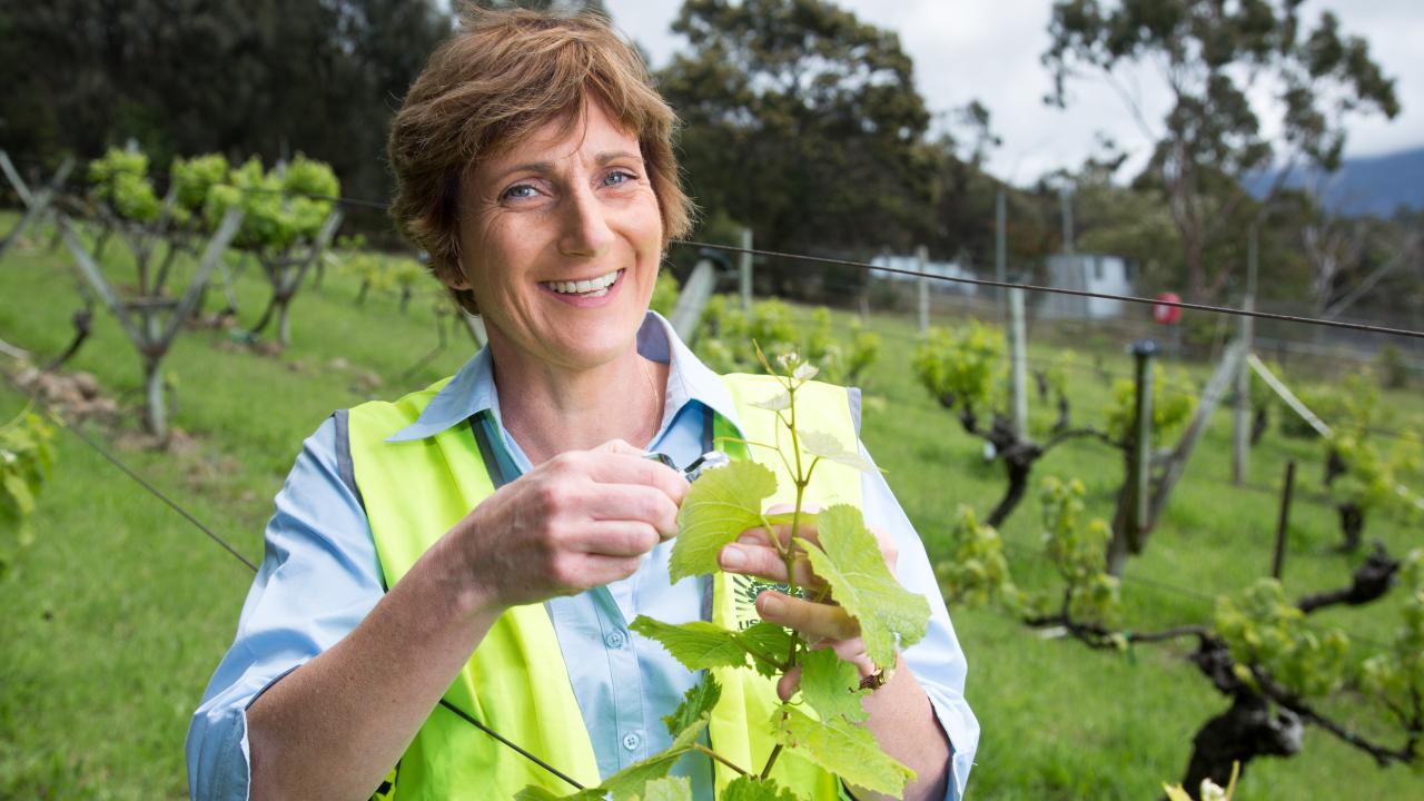 TIA Professor Kathy Evans inspecting grape vines