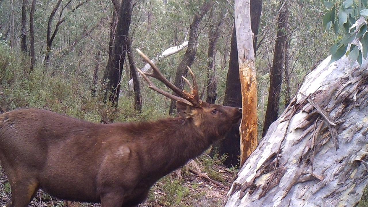 Fallow deer