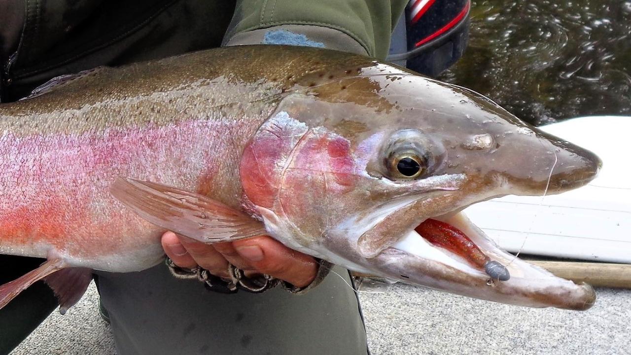 A big male rainbow trout before release