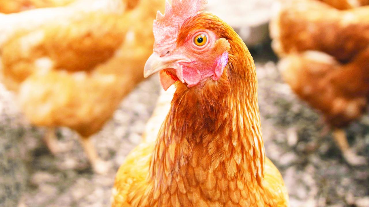 Chooks Chooks