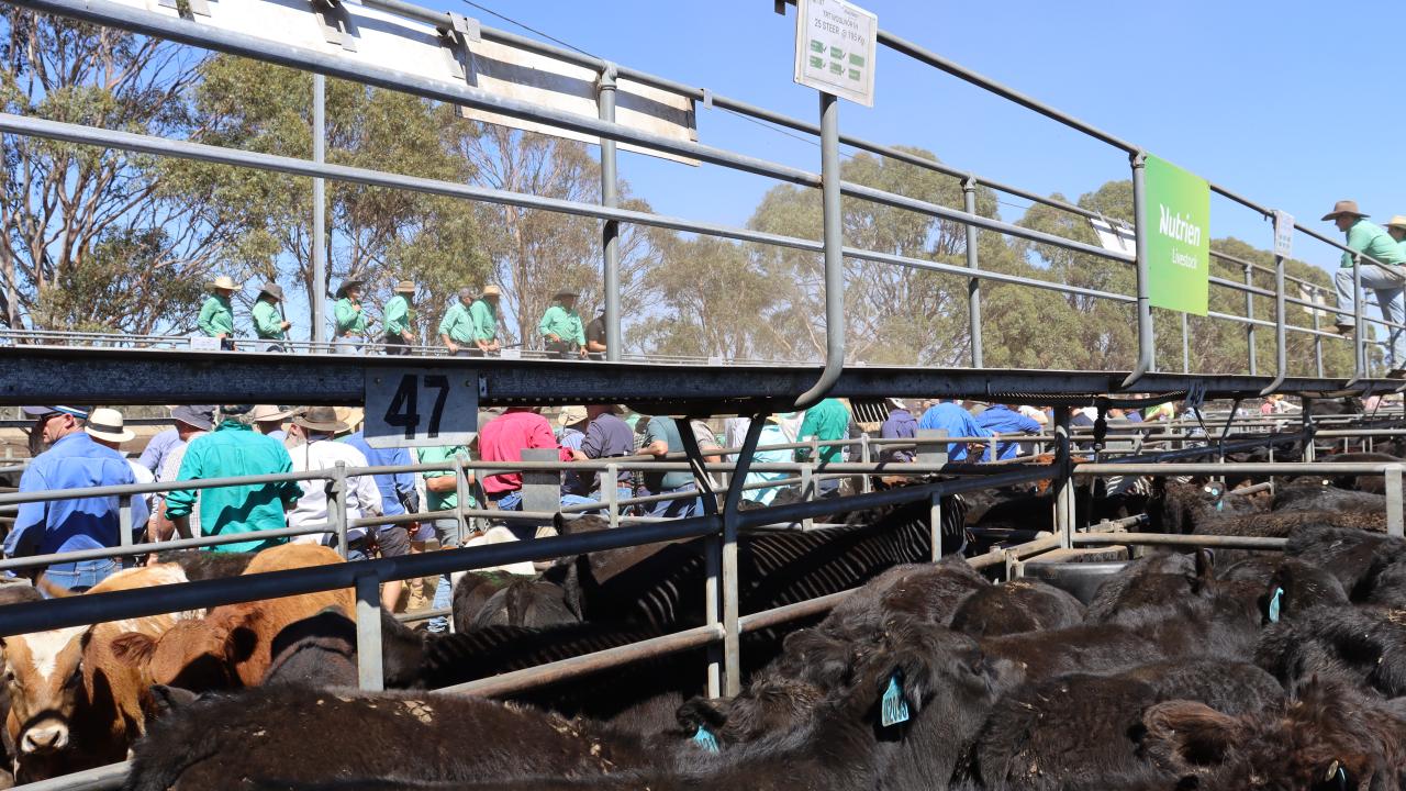 Powranna Weaner Sale earlier in the year