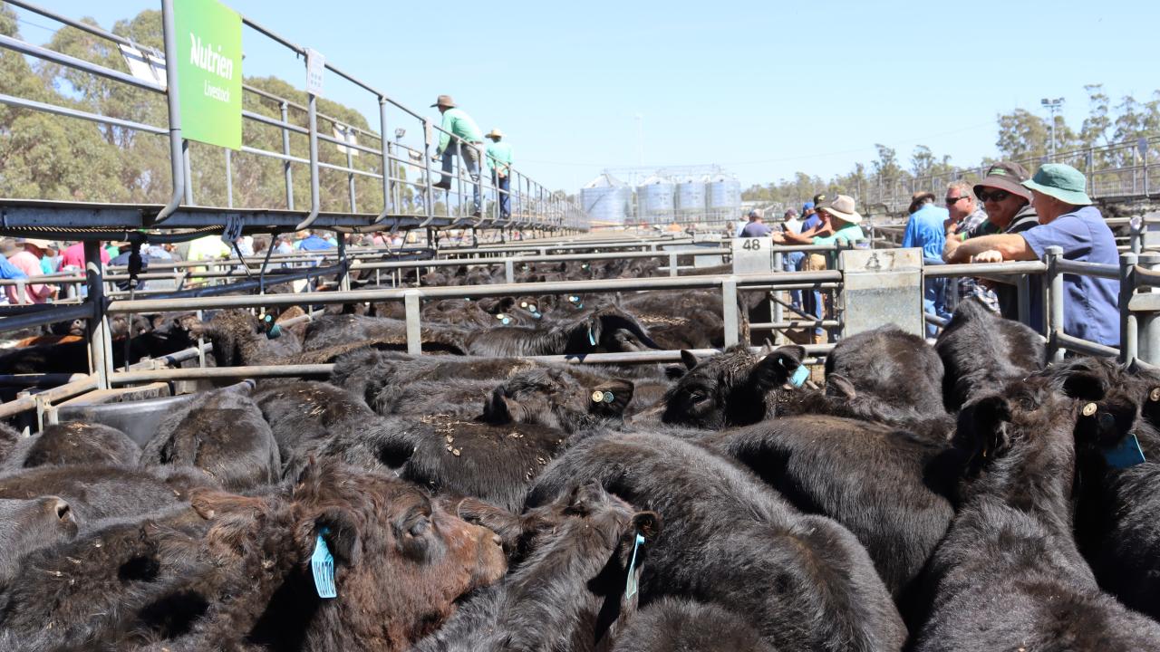 cattle sale