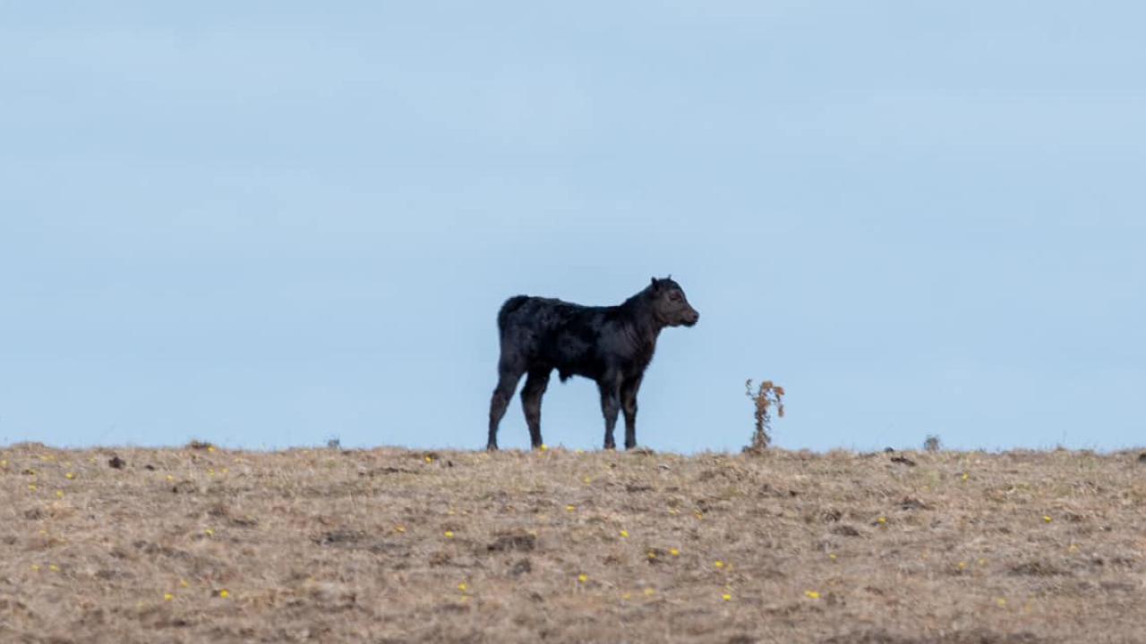 Stock feed is short in drought conditions. Picture: MICHAEL LASKEY