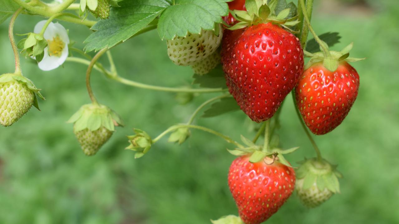 Strawberries