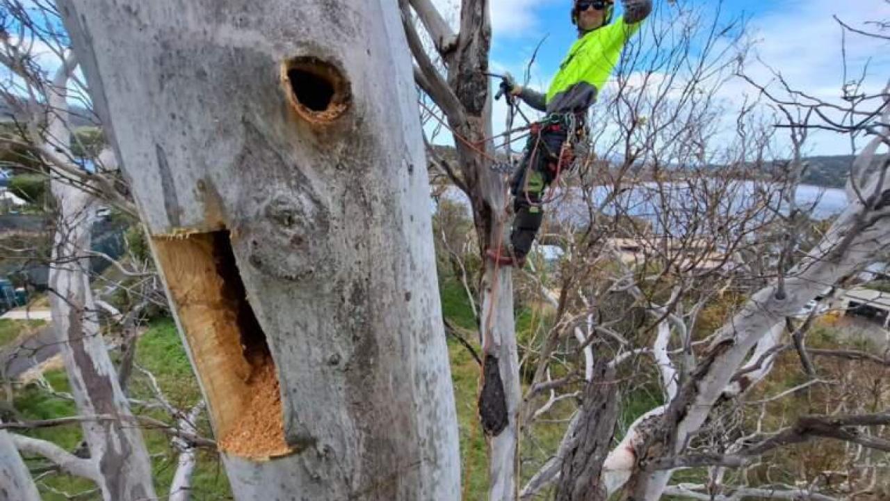 Tree being hollowed out