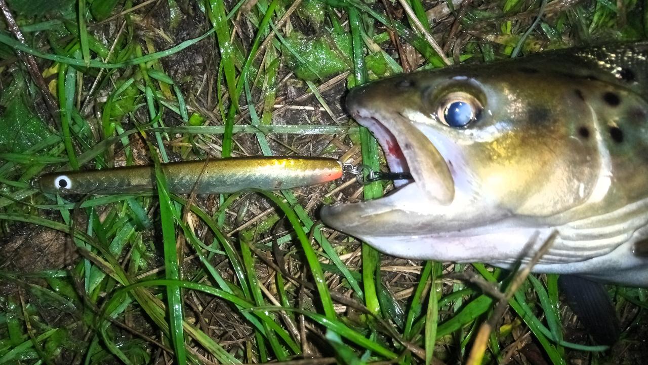 Trout caught on Solvpilen