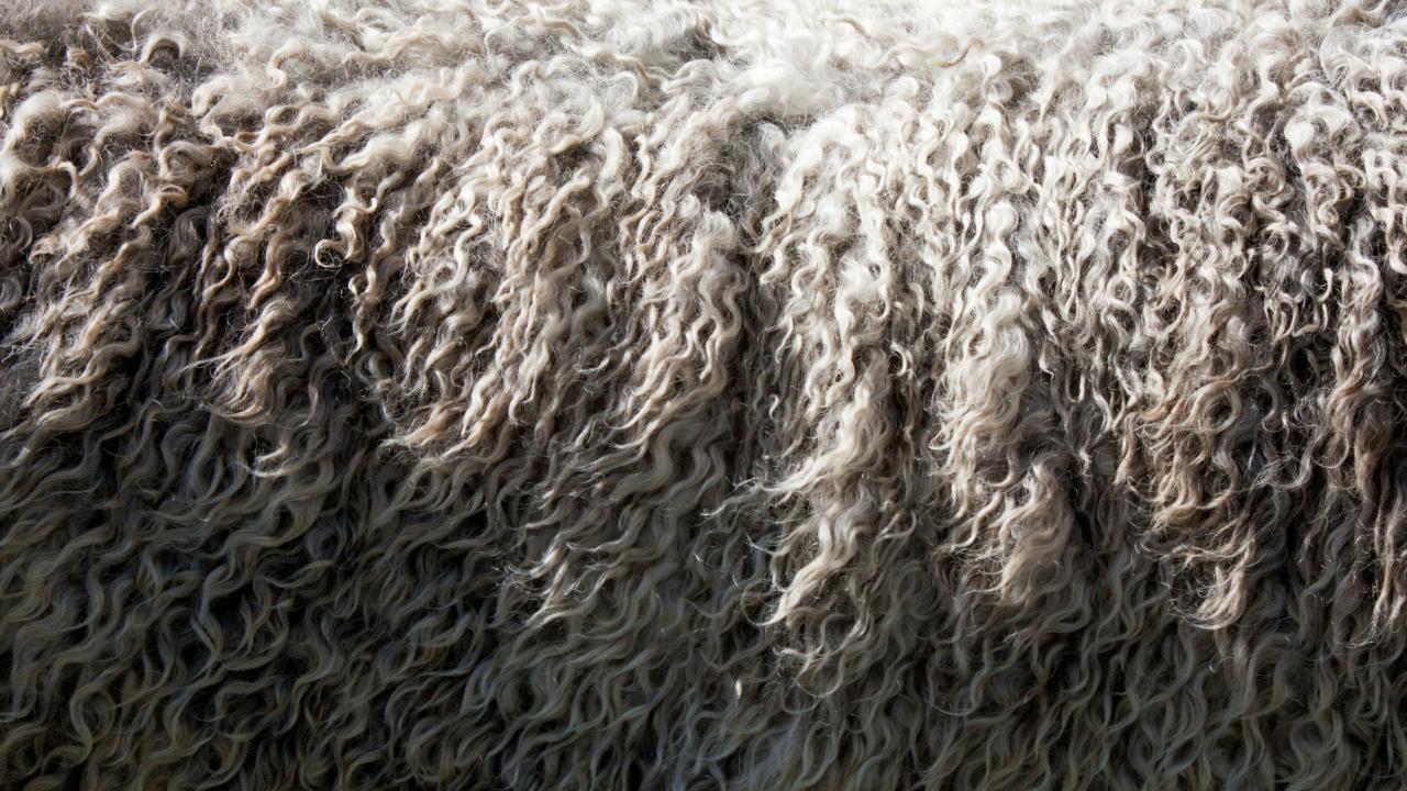 wool