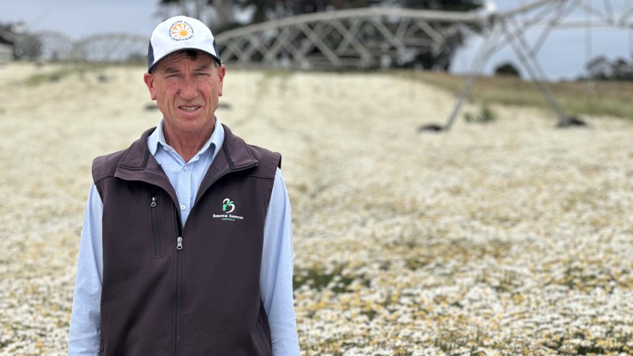 Botanical Resources Australia pyrethrum production manager Mark Raspin in a flowering crop near Don Botanical Resources Australia pyrethrum production manager Mark Raspin in a flowering crop near Don