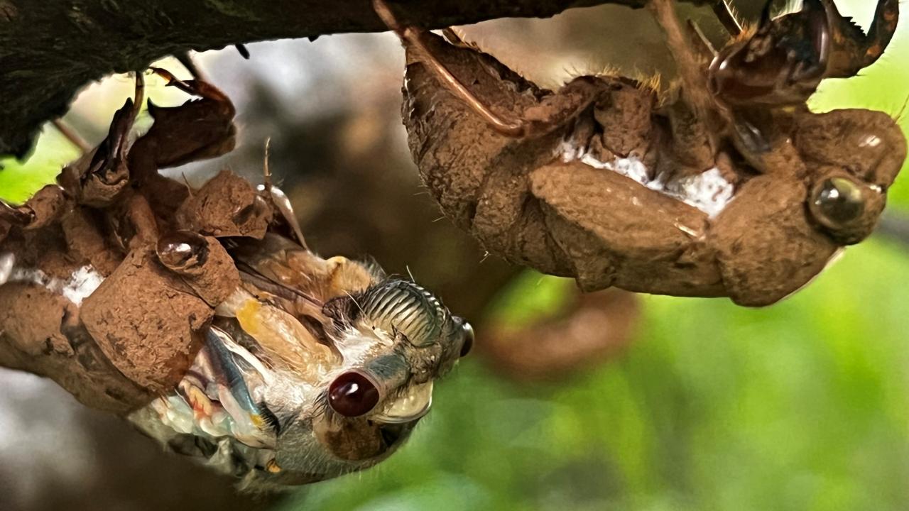 Red Eyed Cicada, Tasmania