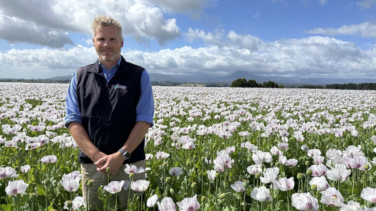 Extractas Bioscience senior field officer Dylan Craw in a poppy crop on the Huett familys property near Deloraine Extractas Bioscience senior field officer Dylan Craw in a poppy crop on the Huett familys property near Deloraine