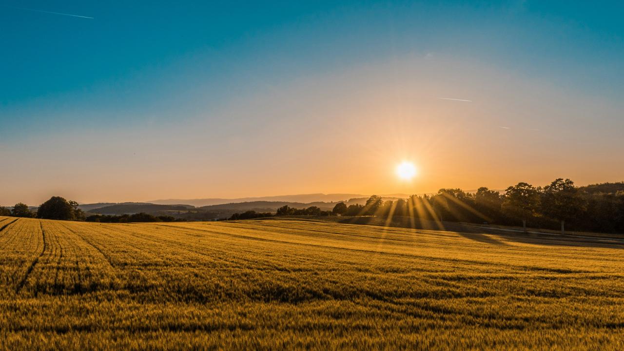 Dry field