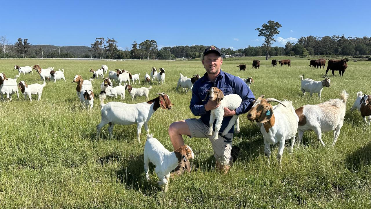 Tasmanian Premium Goat Meat founder Callan Morse with some of his Sherwood Boer Gat stud herd.