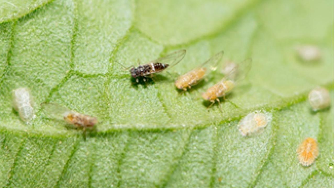 Tomato Potato Psylllid (TPP) Tomato Potato Psylllid (TPP)