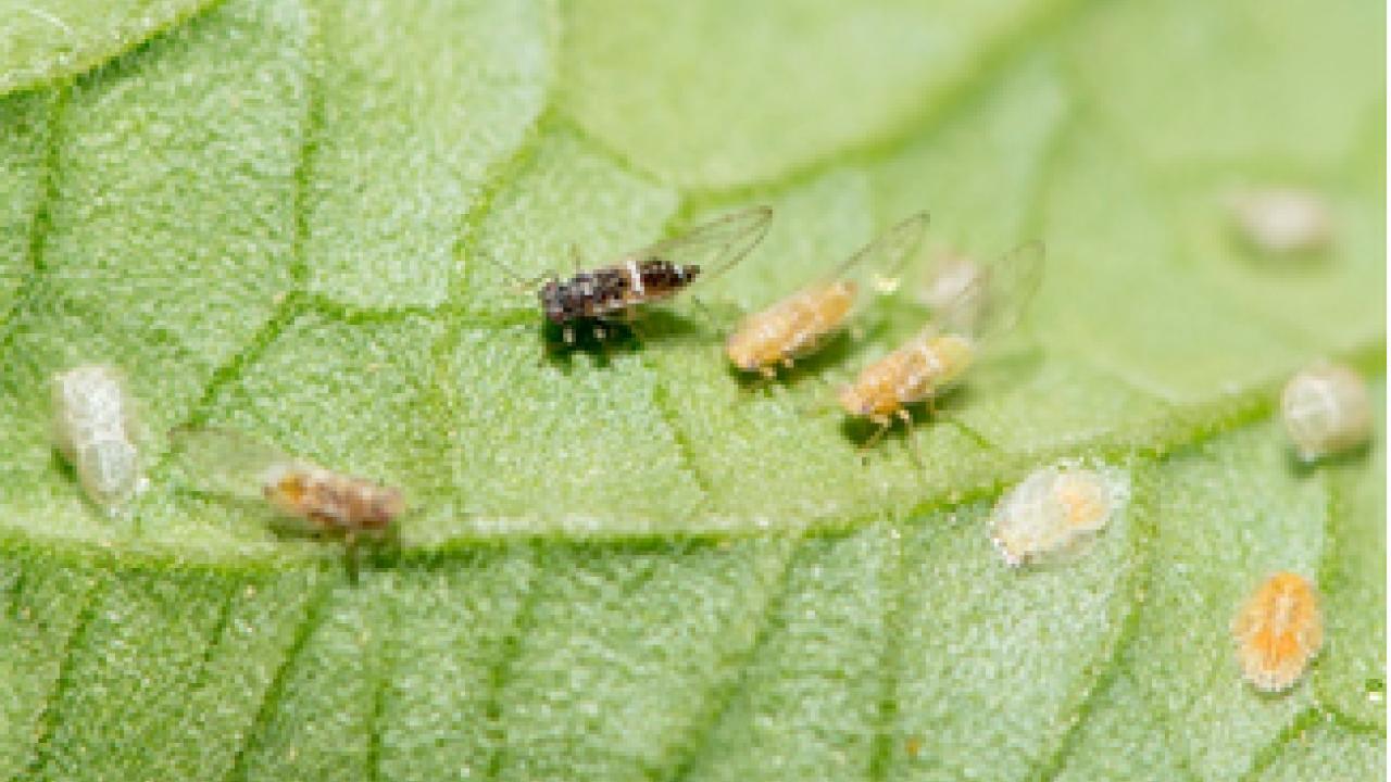 Tomato Potato Psylllid (TPP)