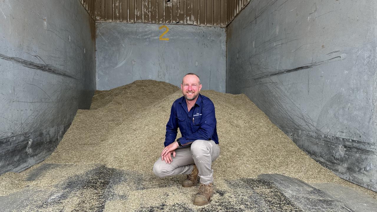 Duncan Heazlewood in a bin of harvested grass seed at Heazlewood Seeds near  Hagley.