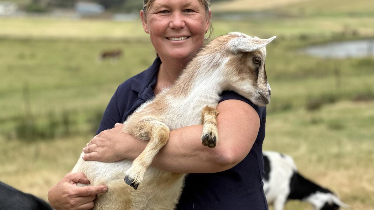 Lesley Richards with some of her Tippy Toes Dairy Goats near Quamy Brook