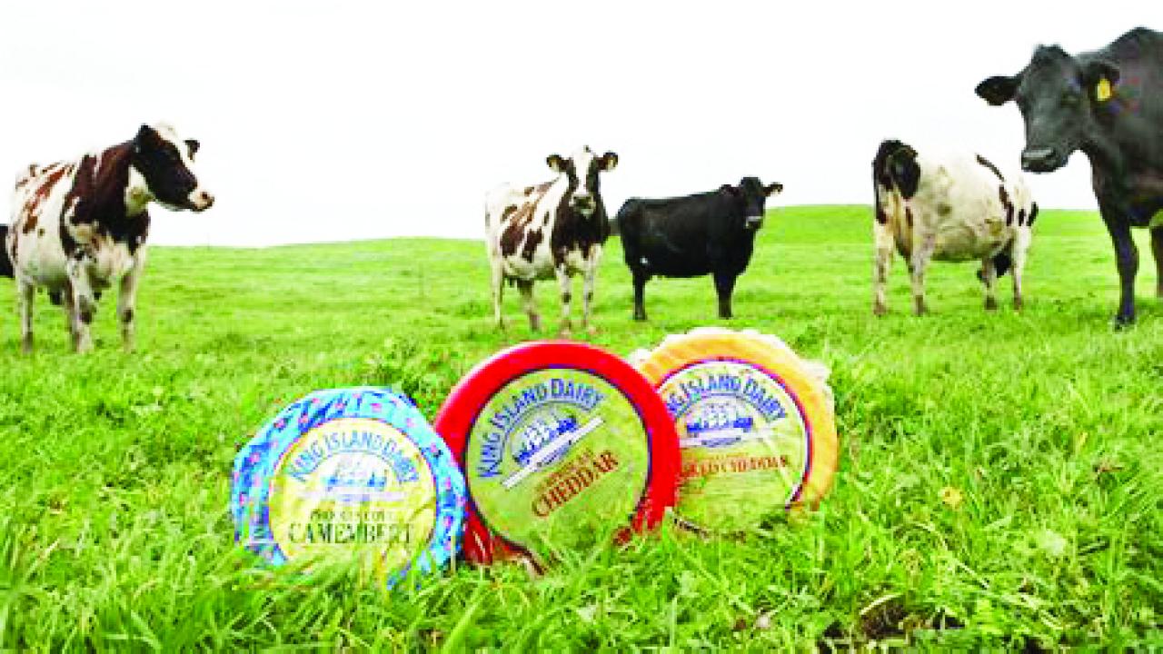 King Island cheese King Island cheese