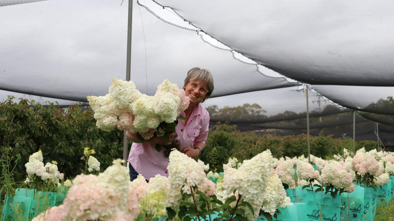 Sally Dakis with her french Hydrangeas 'Sundae Fraise'