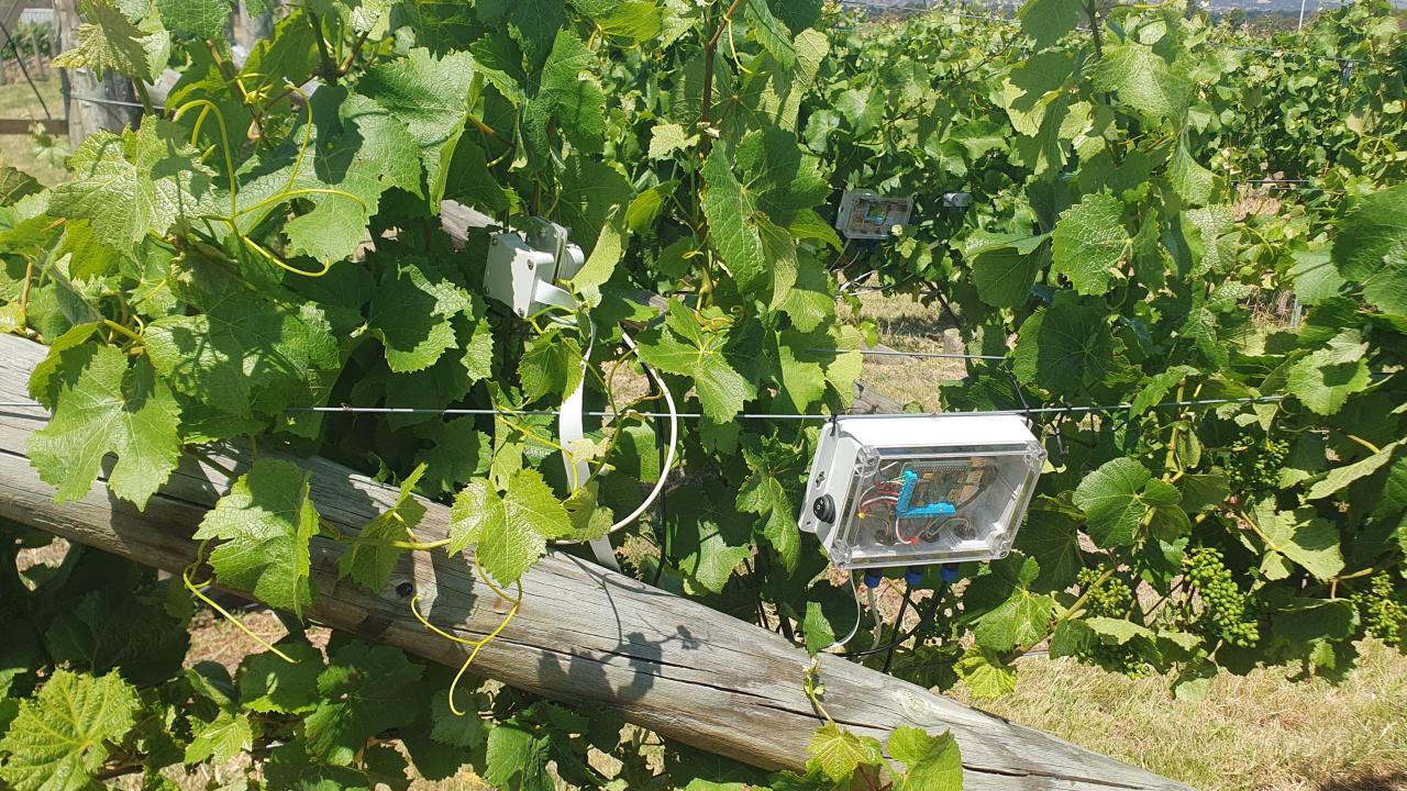 Cavicam monitoring a grape vine at a vineyard in the Coal River Valley.