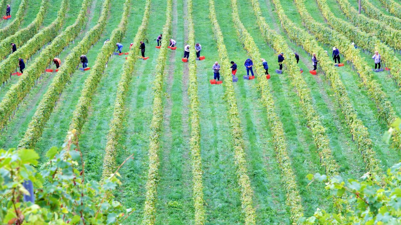 farm workers