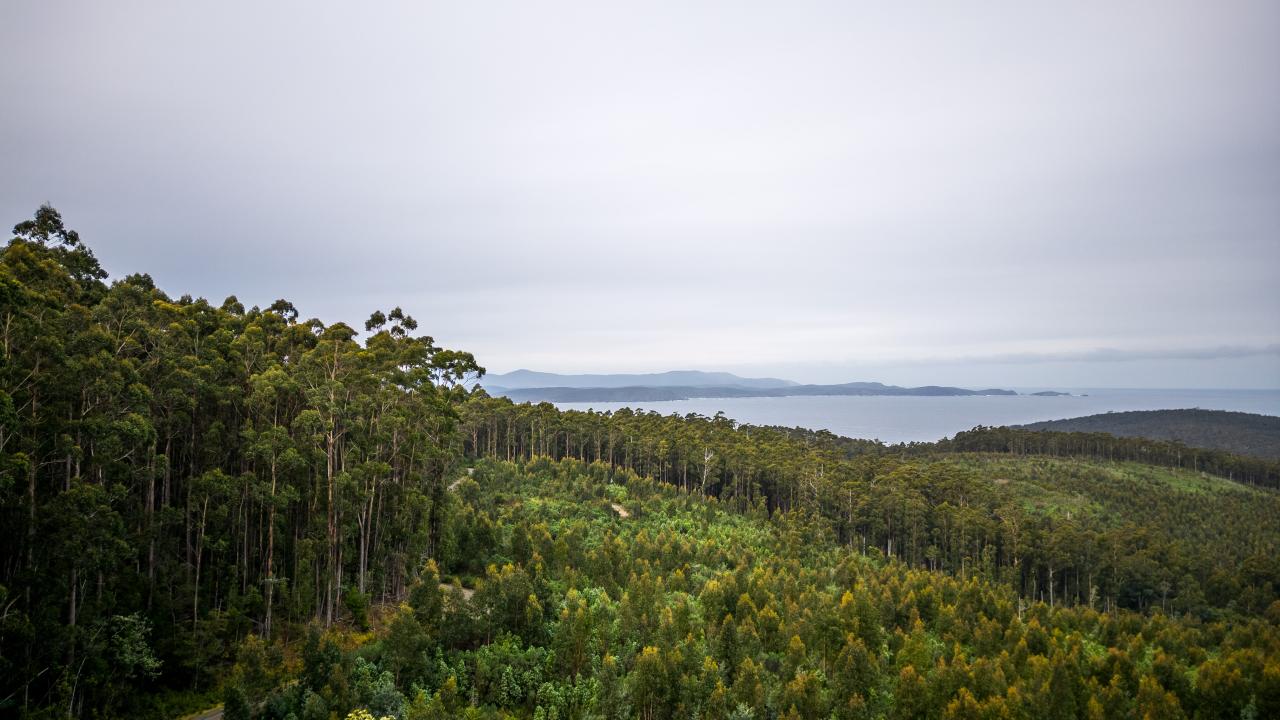 Tasmanian Forest