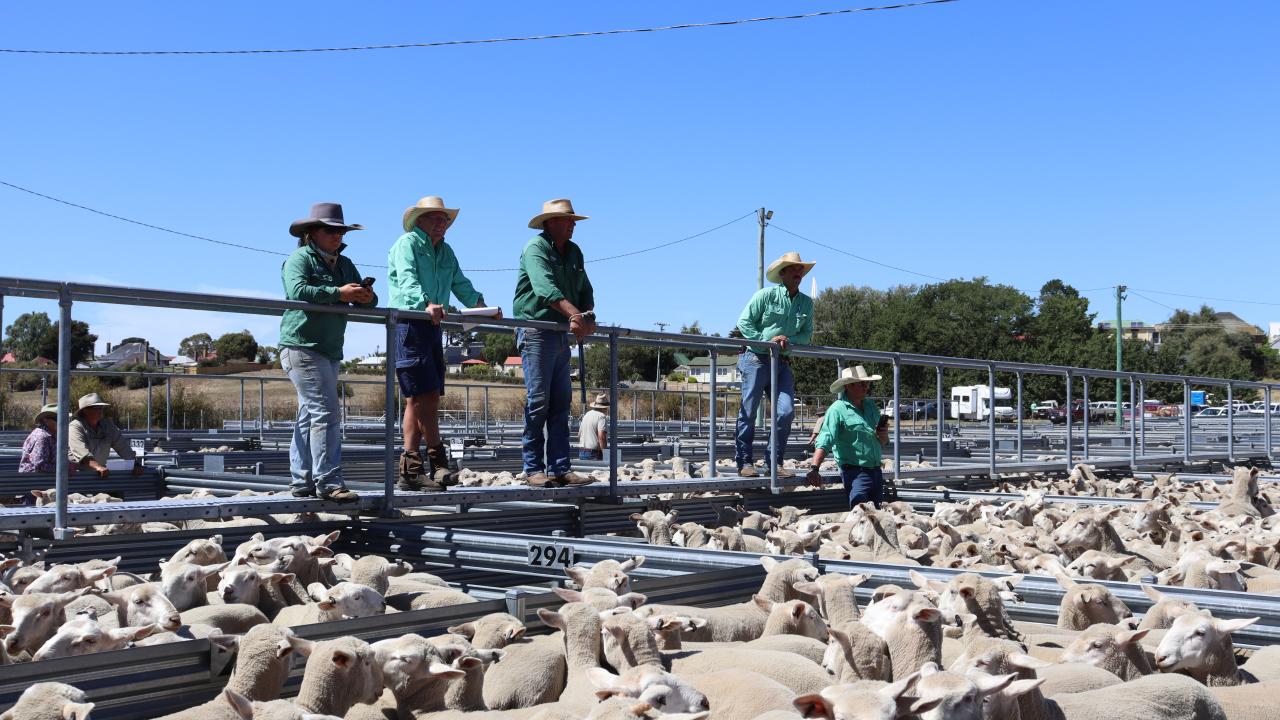 Sheep and Lamb sale Oatlands