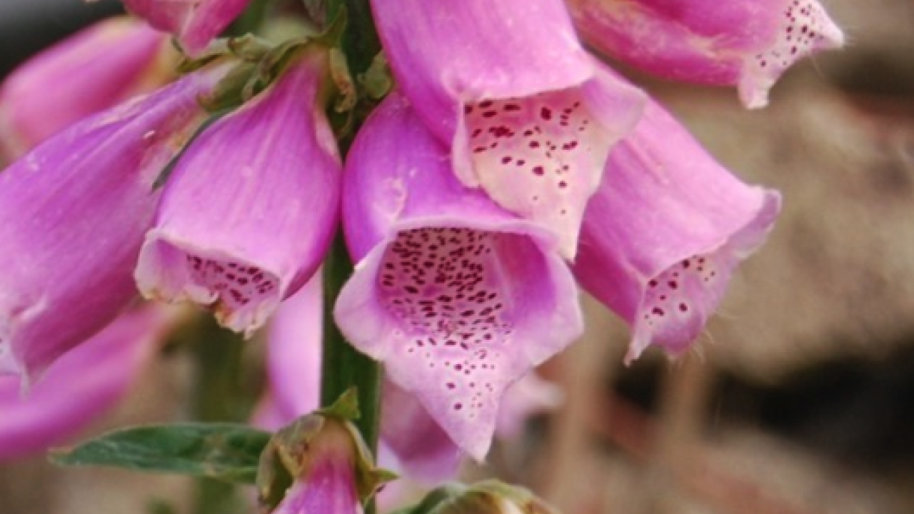 Purple foxglove