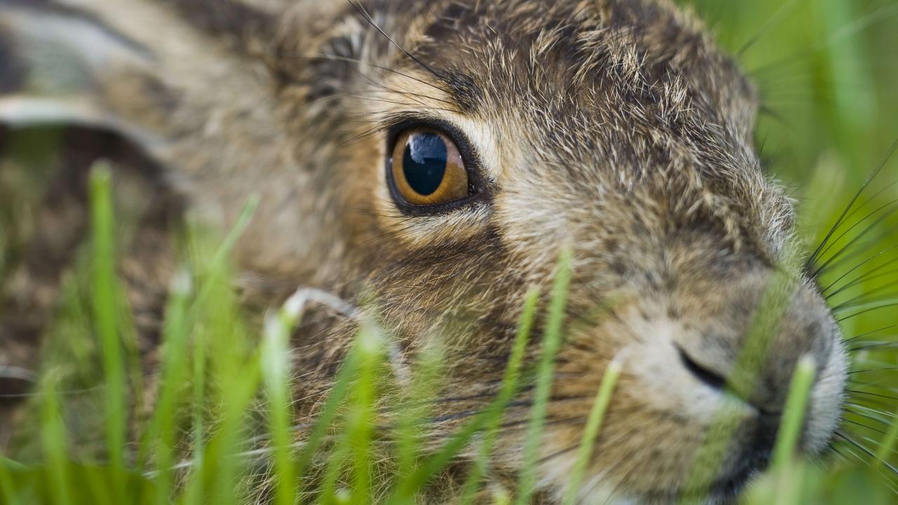 Brown hare