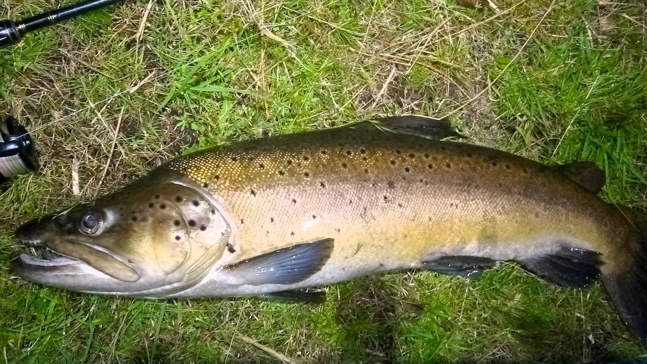 A 2.7 kg - 6lb male brown trout I caught before dawn in the upper Derwent River recently.