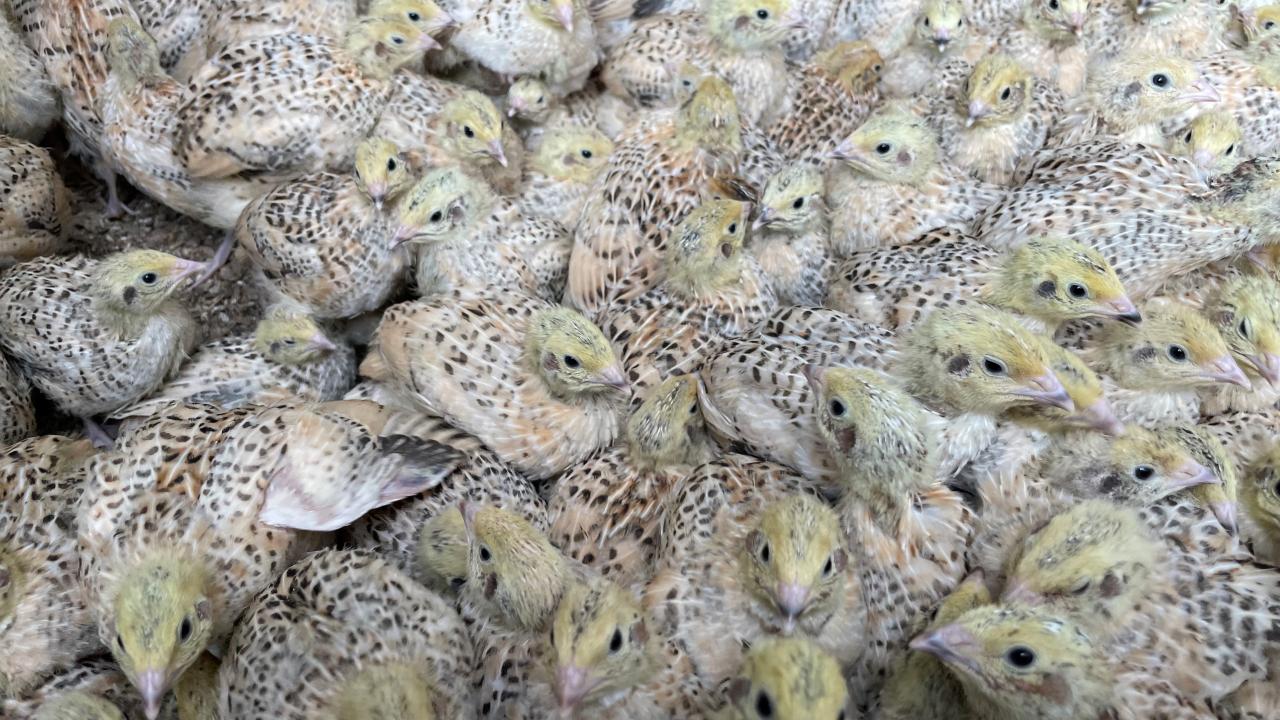 Baby quails