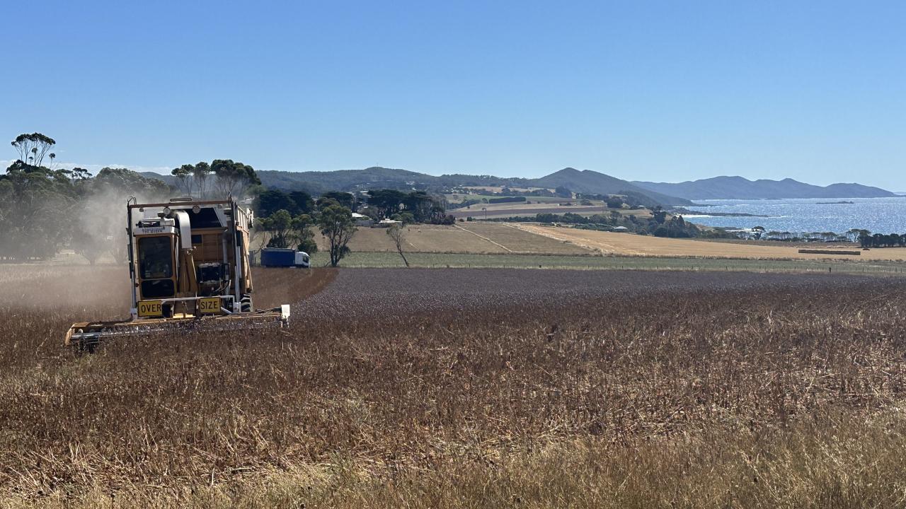 Poppies being harvested near Boat Harbour